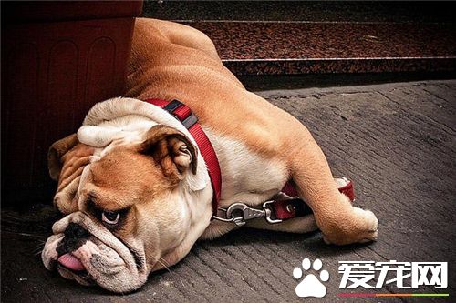 英國斗牛犬交配 英國斗牛犬交配時的注意事項