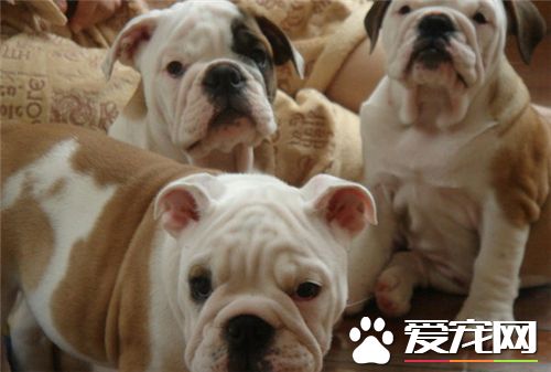 英國斗牛犬交配 英國斗牛犬交配時的注意事項