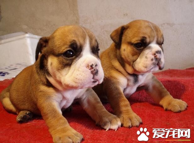 英國斗牛犬會咬人嗎 斗牛犬不會去咬人