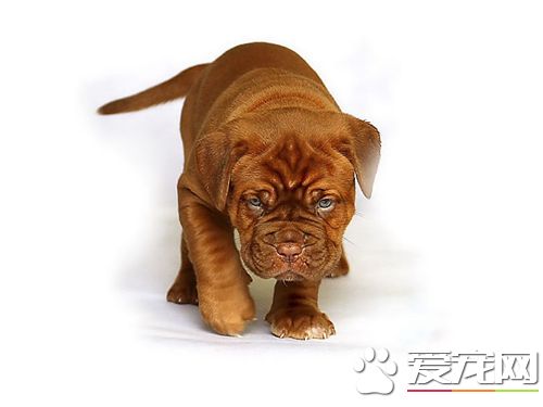 英國斗牛犬會咬人嗎 斗牛犬不會去咬人