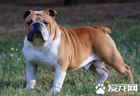 英國斗牛犬會咬人嗎 斗牛犬不會去咬人