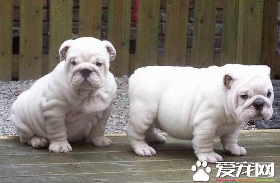 英國斗牛犬護主嗎 喂養英國斗牛犬的注意事項