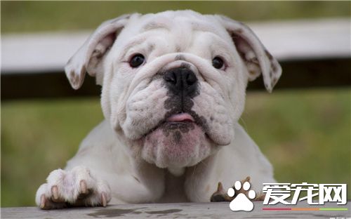 英國斗牛犬護主嗎 喂養英國斗牛犬的注意事項