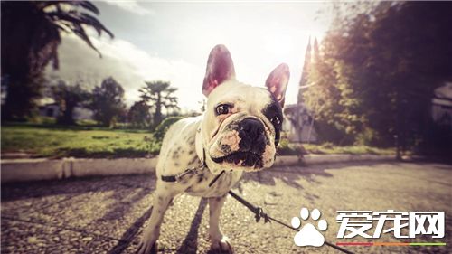 英國斗牛犬親近主人嗎 英國斗牛犬簡介