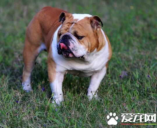 英國斗牛犬親近主人嗎 英國斗牛犬簡介