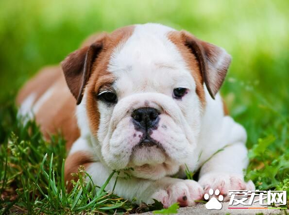 英國斗牛犬親近主人嗎 英國斗牛犬簡介