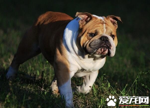 英國斗牛犬能喂酸奶嗎 酸奶也是很有營養的