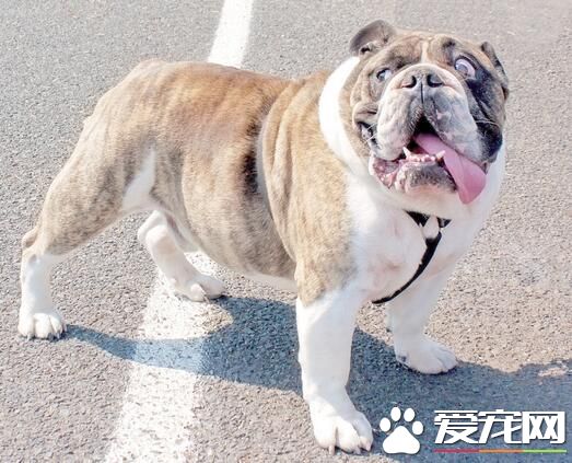 英國斗牛犬能喂酸奶嗎 酸奶也是很有營養的