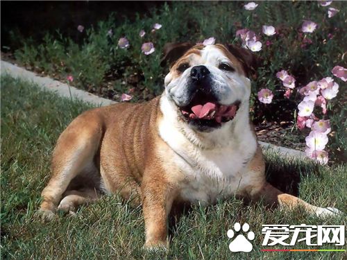 英國斗牛犬能喂酸奶嗎 酸奶也是很有營養的
