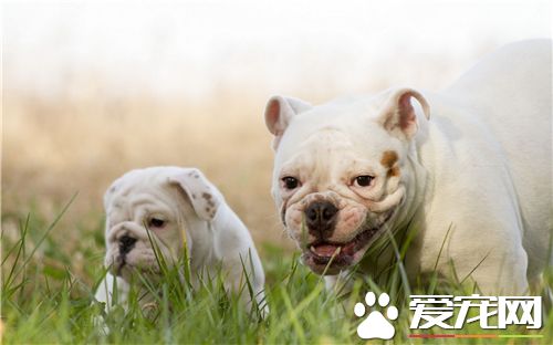 英國斗牛犬能看家嗎 是一位優秀的看守犬