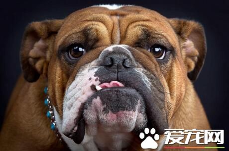 英國斗牛犬能看家嗎 是一位優秀的看守犬