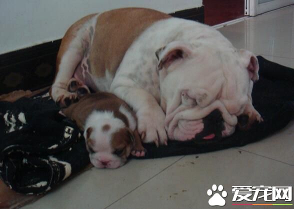 英國斗牛犬能看家嗎 是一位優秀的看守犬