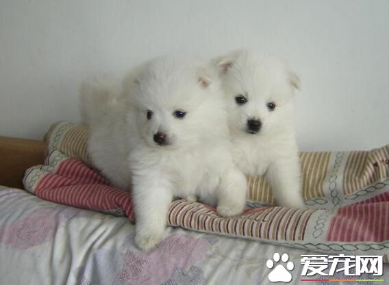銀狐犬愛叫嗎 周圍有動靜時比較愛叫