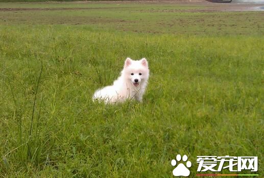 銀狐犬辨別 銀狐犬和薩摩耶有怎麼樣的區別