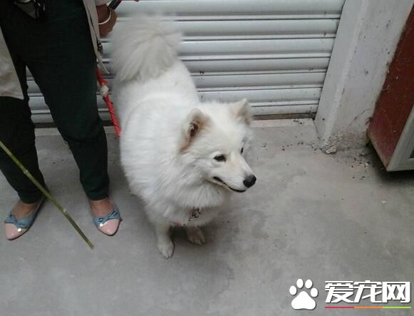 銀狐犬不愛吃狗糧 銀狐犬不愛吃狗糧的原因