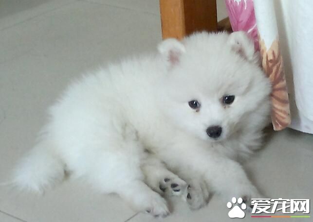銀狐犬不愛吃狗糧 銀狐犬不愛吃狗糧的原因