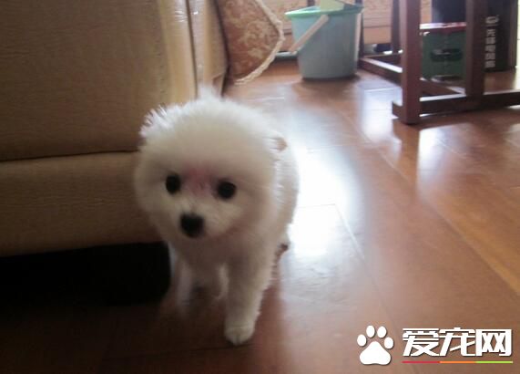 銀狐犬不能吃什麼 巧克力是絕對不能吃的