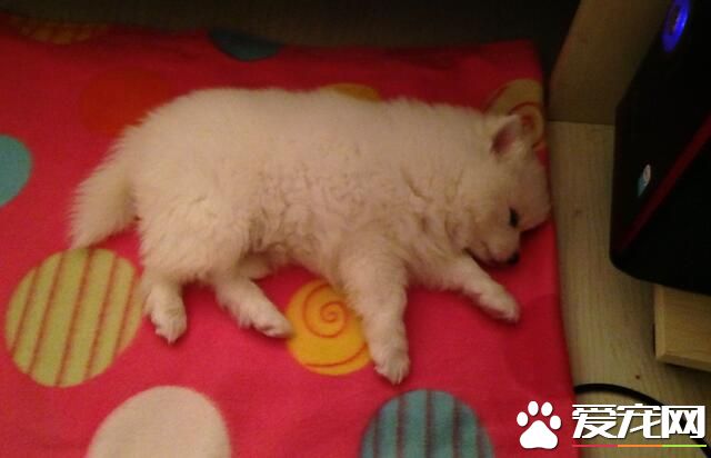 銀狐犬不能吃什麼 巧克力是絕對不能吃的