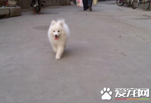 銀狐犬不叫 叫不叫主要是遺傳和天性