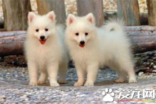 銀狐犬純度怎麼看 銀狐犬純度鑒別方法