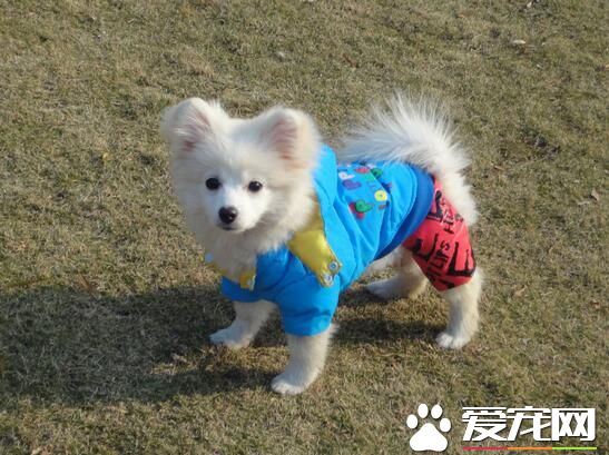 銀狐犬純度怎麼看 銀狐犬純度鑒別方法