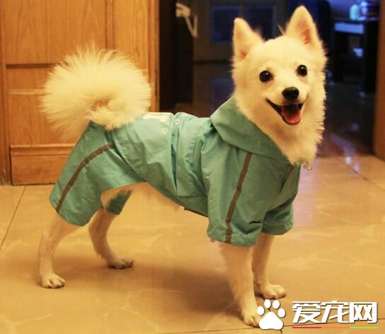 銀狐犬吃什麼最好 銀狐犬食物的選擇