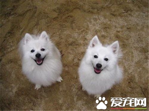銀狐犬吃什麼最好 銀狐犬食物的選擇