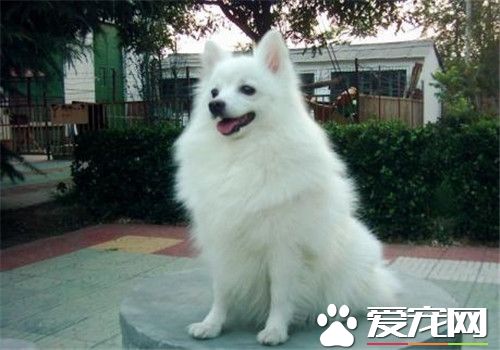 銀狐犬吃什麼牌子的狗糧好 為什麼銀狐犬要吃狗糧