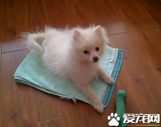 銀狐犬吃什麼最好 銀狐犬食物的選擇