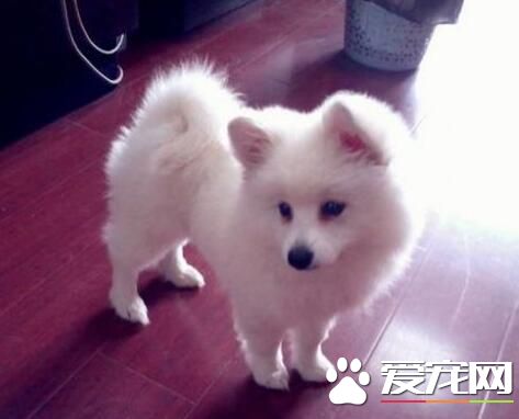 銀狐犬吃什麼牌子的狗糧好 為什麼銀狐犬要吃狗糧