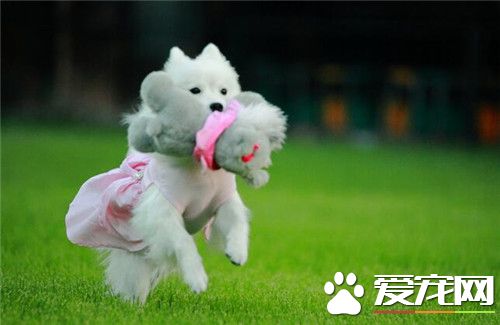 銀狐犬吃什麼牌子的狗糧好 為什麼銀狐犬要吃狗糧