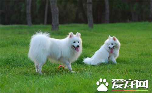 銀狐犬不認主人 銀狐犬到底認不認主人
