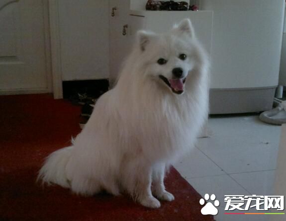 銀狐犬吃的多嗎 其實銀狐犬吃的並不多