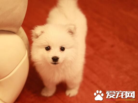 銀狐犬吃的多嗎 其實銀狐犬吃的並不多