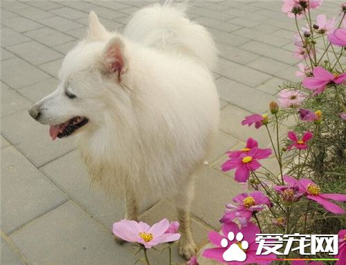 銀狐犬和薩摩耶對比 銀狐犬和薩摩耶外形特征