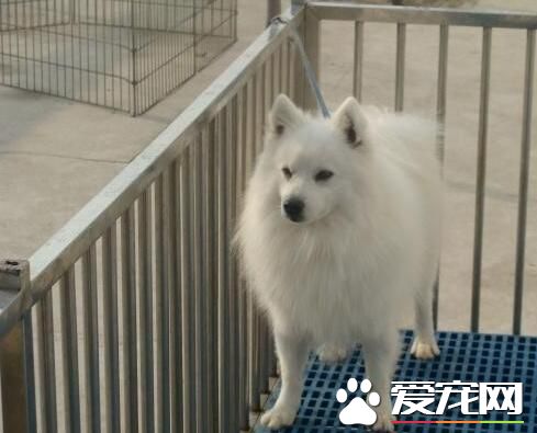 銀狐犬不認主人 銀狐犬到底認不認主人