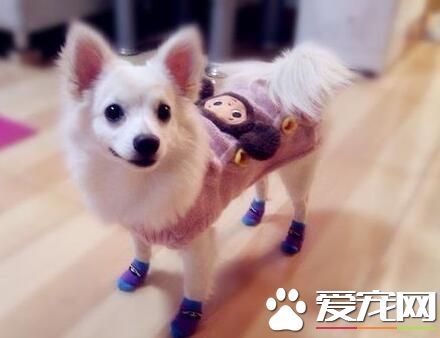 銀狐犬不認主人 銀狐犬到底認不認主人