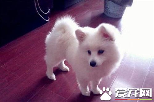 銀狐犬和薩摩耶的區別 外形都有一定區別