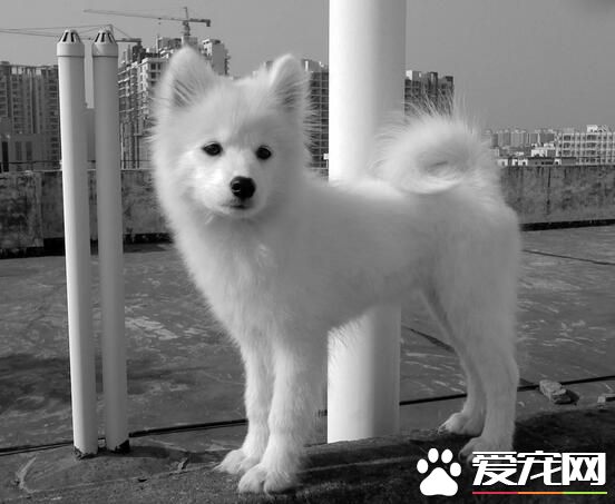 銀狐犬和薩摩耶對比 銀狐犬和薩摩耶外形特征