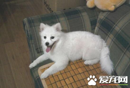 銀狐犬和薩摩耶的區別 外形都有一定區別