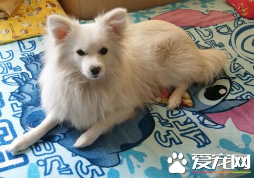 銀狐犬和薩摩耶的區別 外形都有一定區別