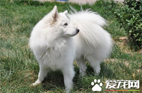 銀狐犬和薩摩可以配嗎 容易讓銀狐難產的