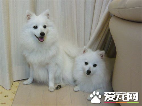 銀狐犬和博美哪個好養 銀狐比較淘氣活潑