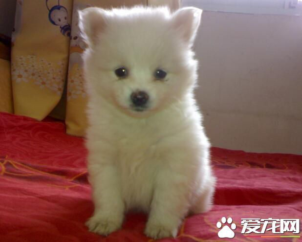 銀狐犬和博美哪個好養 銀狐比較淘氣活潑