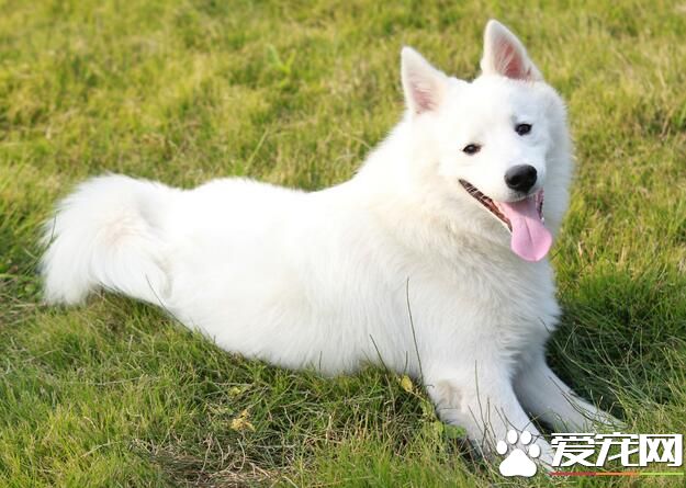 銀狐犬好養麼 銀狐犬是很容易打理的狗