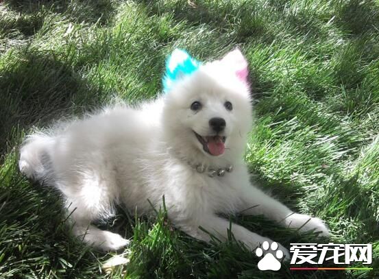 銀狐犬多大定型 通常身高不會超過40厘米