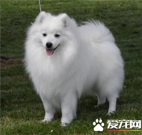 銀狐犬好養麼 銀狐犬是很容易打理的狗