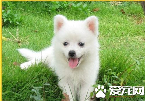銀狐犬多大定型 通常身高不會超過40厘米