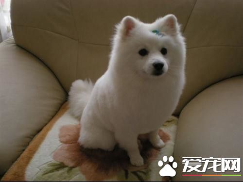 銀狐犬掉毛嗎 銀狐犬也會季節性的掉毛