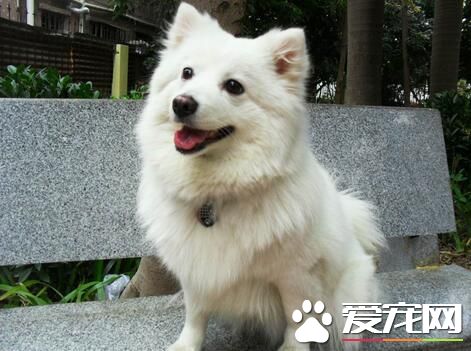 銀狐犬掉毛嗎 銀狐犬也會季節性的掉毛